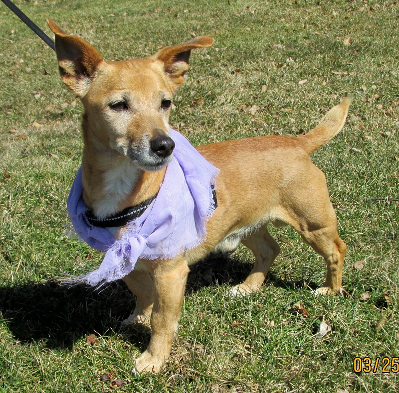 Pet Photo Gallery